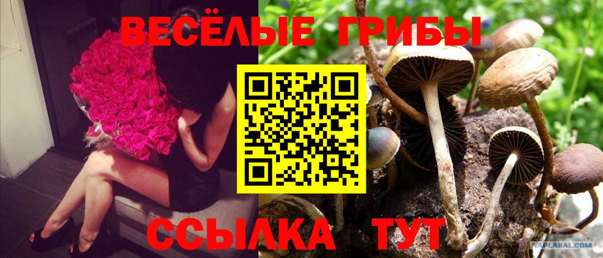 Галлюциногенные грибы ЛСД  наркота  Черногорск  Галлюциногенные грибы мухоморы  Вход с VPN 